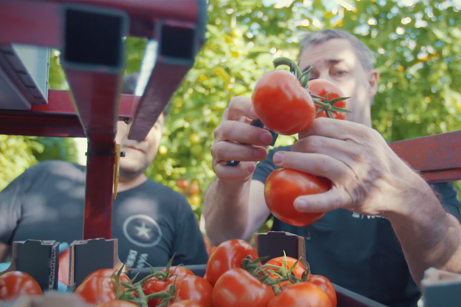 <span>Bedrijfsfilms</span>Van Der Voort – Tomatenplukkerij